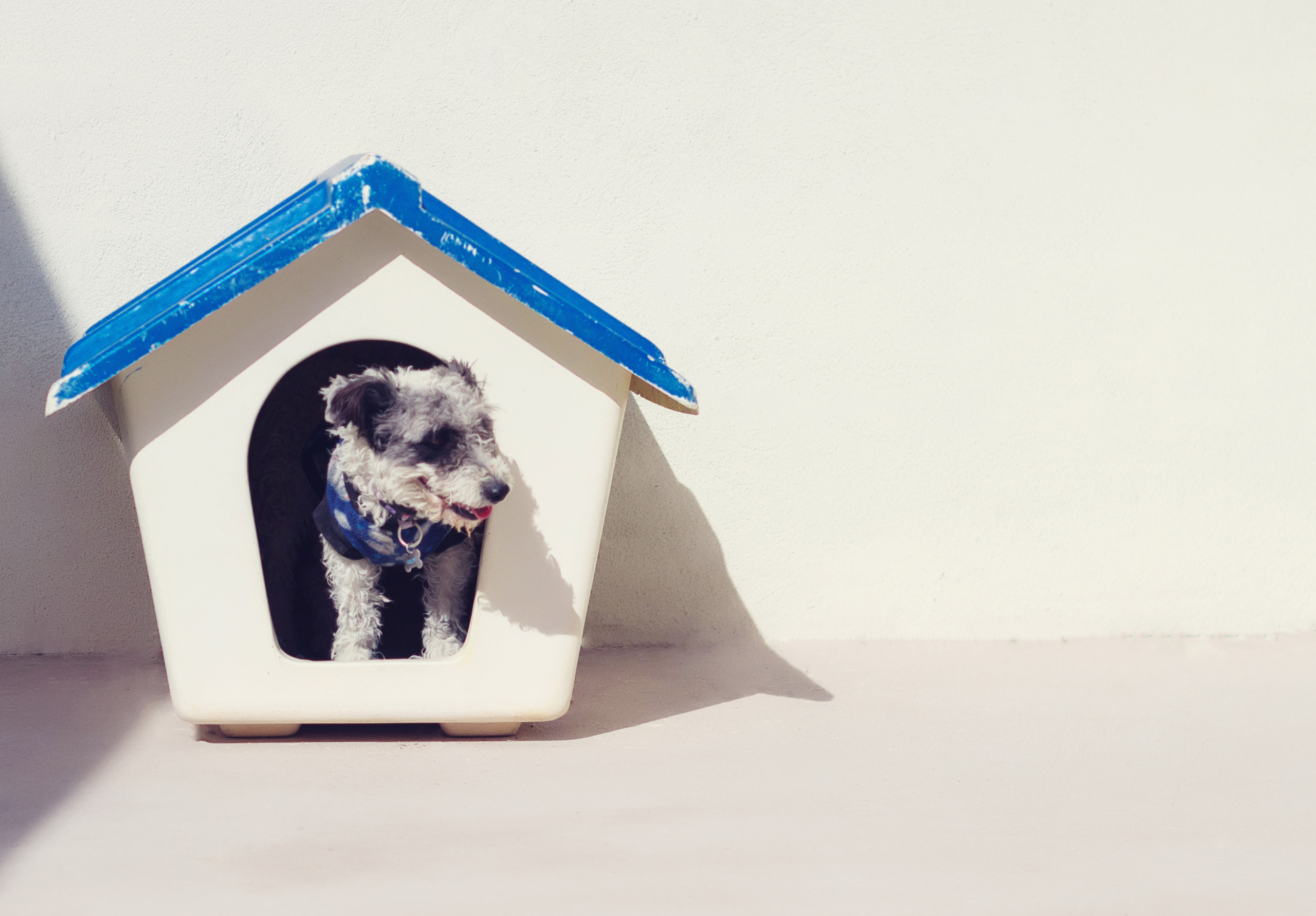 dog house